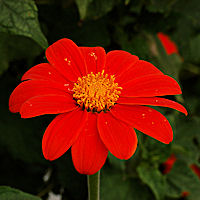 Tithonia rotundiflora