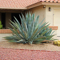 Agave americana