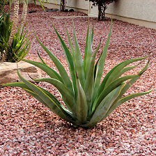 Agave vilmoriniana