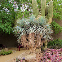 Yucca rigida