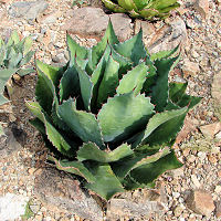 Agave bovicornuta