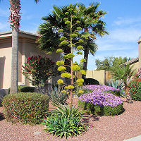 Agave desmetiana