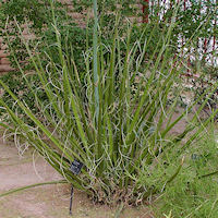 Hesperaloe funifera