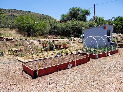 Raised Bed Gardening Works Best!.  Yarnell Community Garden Project, Yarnell, Arizona. Pictures, Photos, Images, Descriptions, Information, & Reviews.