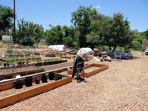 Raised Bed Gardening Works Best!. Yarnell Community Garden Project, Yarnell, Arizona. Pictures, Photos, Images, Descriptions, Information, & Reviews.