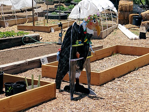 Raised Bed Gardening Works Best!.  Yarnell Community Garden Project, Yarnell, Arizona. Pictures, Photos, Images, Descriptions, Information, & Reviews.