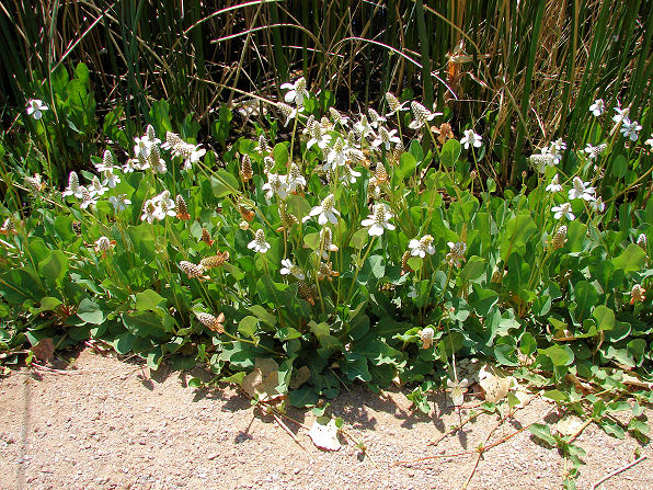 Yerba Mansa, Anemopsis californica. Also known as False Anemone, Lizard Tail. Arizona Wild Flowers. Pictures, Photos, Images, Descriptions, Information, Reviews.