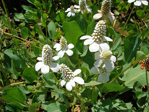 Yerba Mansa, Anemopsis californica. Also known as False Anemone, Lizard Tail. Arizona Wild Flowers. Pictures, Photos, Images, Descriptions, Information, Reviews.