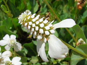 Yerba Mansa, Anemopsis californica. Also known as False Anemone, Lizard Tail. Arizona Wild Flowers. Pictures, Photos, Images, Descriptions, Information, Reviews.