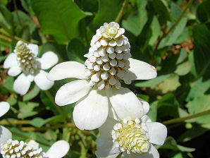Yerba Mansa, Anemopsis californica. Also known as False Anemone, Lizard Tail. Arizona Wild Flowers. Pictures, Photos, Images, Descriptions, Information, Reviews.