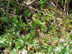 Yerba Mansa, Anemopsis californica. Also known as False Anemone, Lizard Tail. Arizona Wild Flowers. Pictures, Photos, Images, Descriptions, Information, Reviews.
