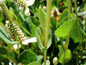 Yerba Mansa, Anemopsis californica. Also known as False Anemone, Lizard Tail. Arizona Wild Flowers. Pictures, Photos, Images, Descriptions, Information, Reviews.