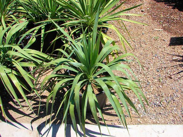 Pendulous Yucca, Yucca recurvifolia. Also called:  Curve Leaf Yucca, Weeping Yucca, Soft Leaf Yucca, Spanish Dagger, Moundlily Yucca, Soft Tipped Yucca. Xeriscape Landscape Plants & Flowers For The Arizona Desert Environment. Pictures, Photos, Images, Descriptions, & Reviews. Succulents.