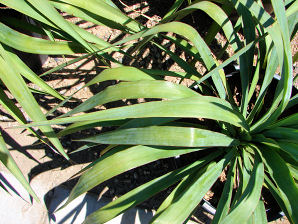 Pendulous Yucca, Yucca recurvifolia. Also called:  Curve Leaf Yucca, Weeping Yucca, Soft Leaf Yucca, Spanish Dagger, Moundlily Yucca, Soft Tipped Yucca. Xeriscape Landscape Plants & Flowers For The Arizona Desert Environment. Pictures, Photos, Images, Descriptions, & Reviews. Succulents.