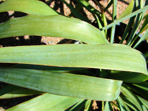 Pendulous Yucca, Yucca recurvifolia. Also called:  Curve Leaf Yucca, Weeping Yucca, Soft Leaf Yucca, Spanish Dagger, Moundlily Yucca, Soft Tipped Yucca. Xeriscape Landscape Plants & Flowers For The Arizona Desert Environment. Pictures, Photos, Images, Descriptions, & Reviews. Succulents.